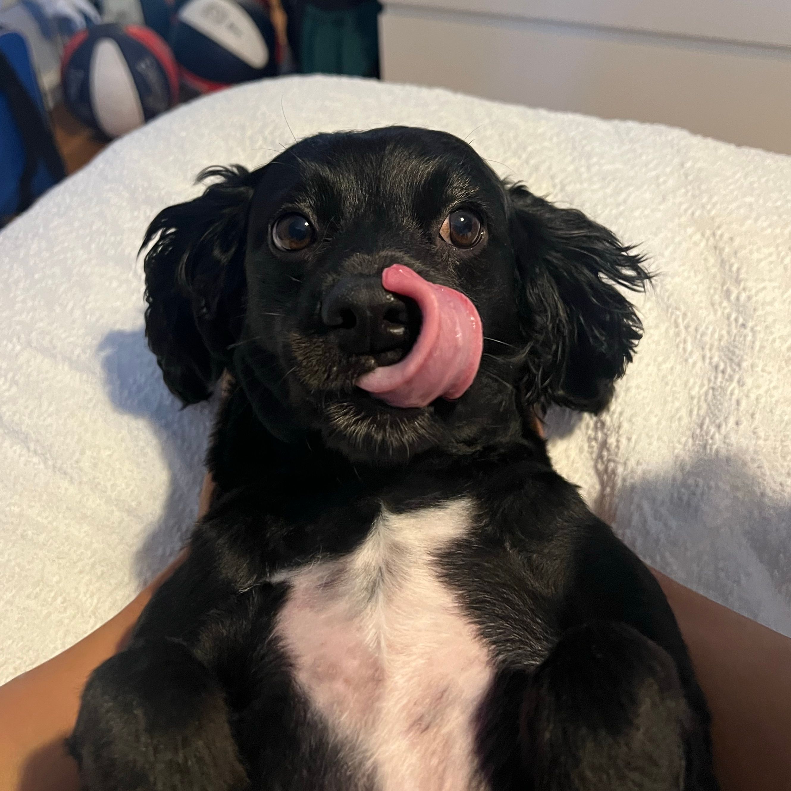 Ollie