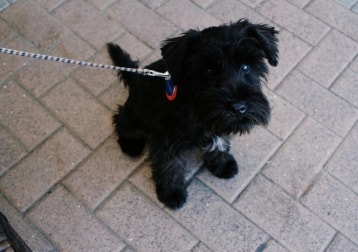 Monty 