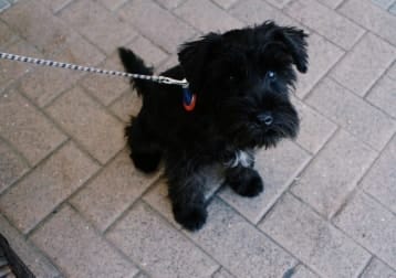 Monty