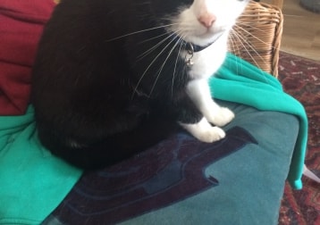 Purrsephone 
