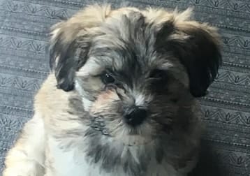 Poppy