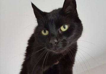 Gato