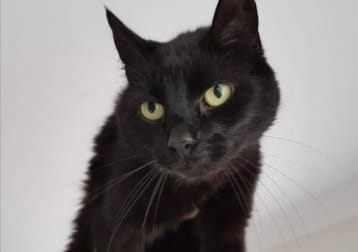 Gato