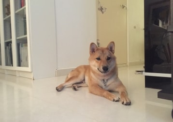 Ozi