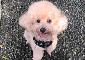 Milo