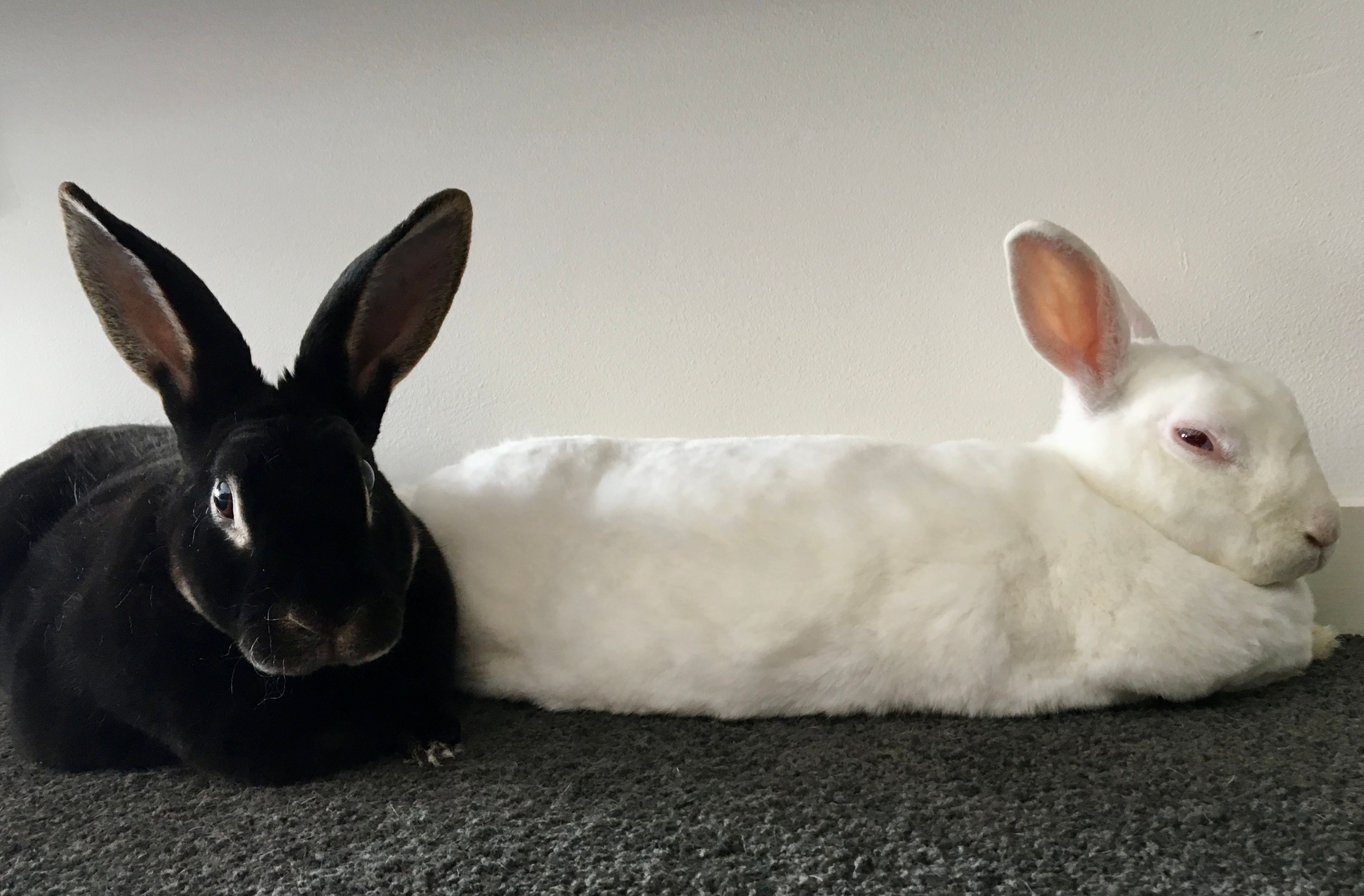 image-2