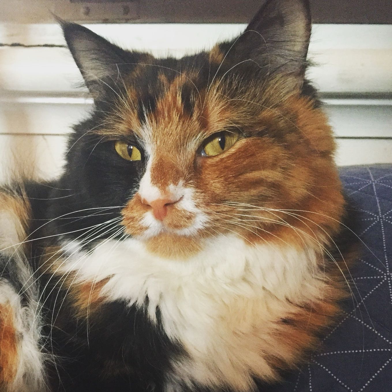 Wilma 