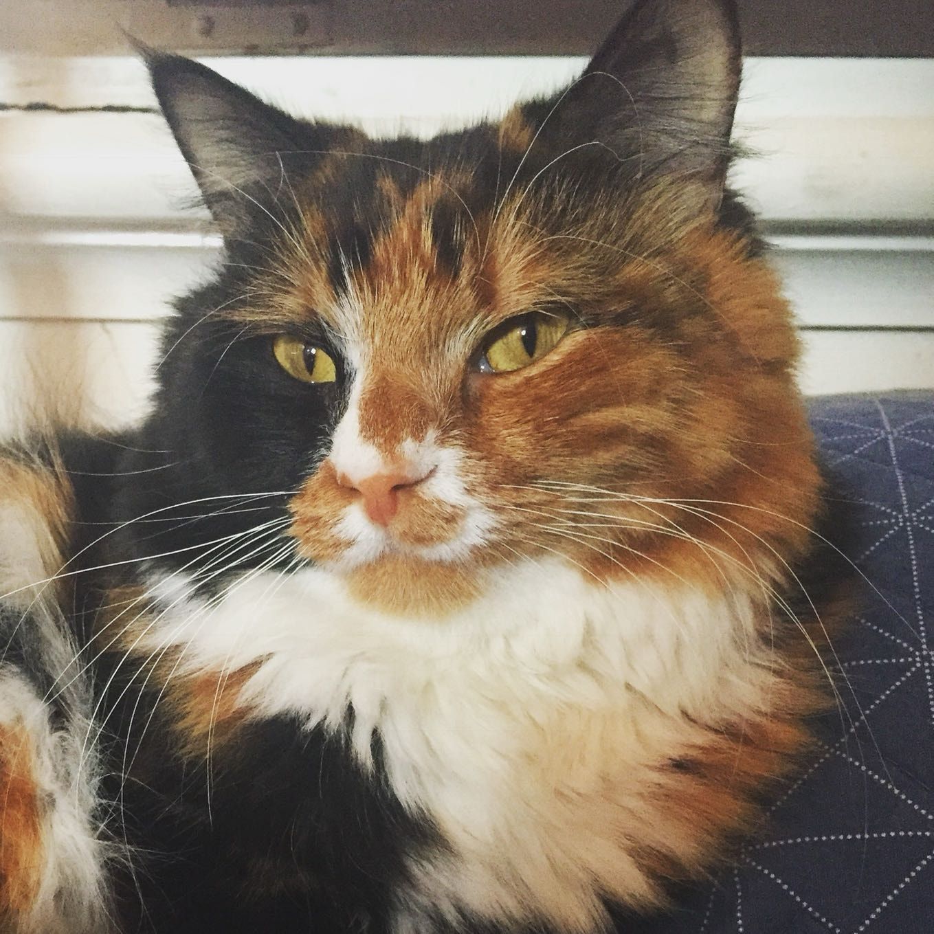 Wilma