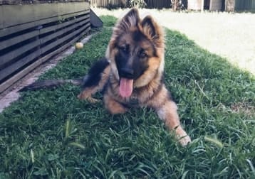 Benji