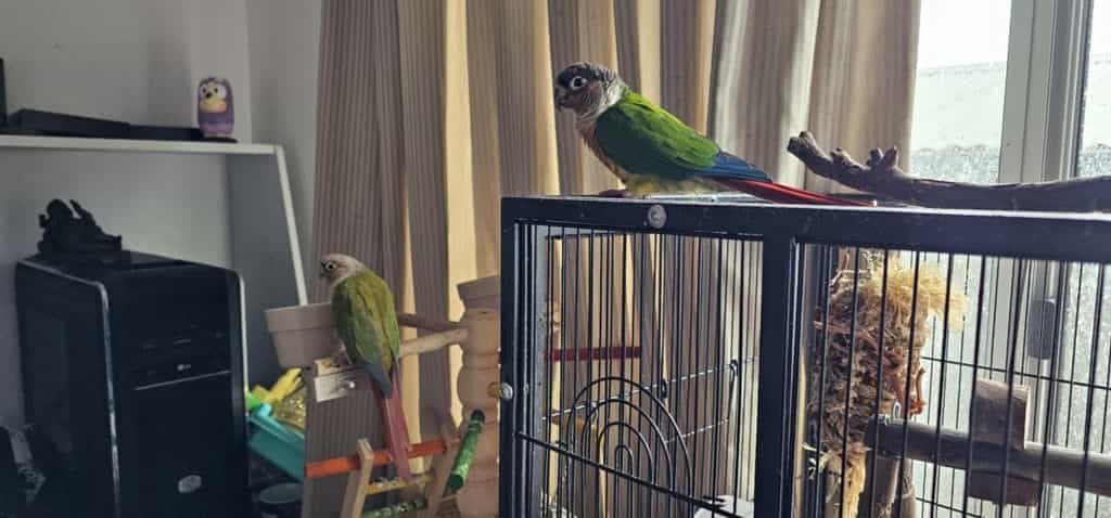 Wesley and buttercup