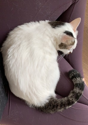 image-11