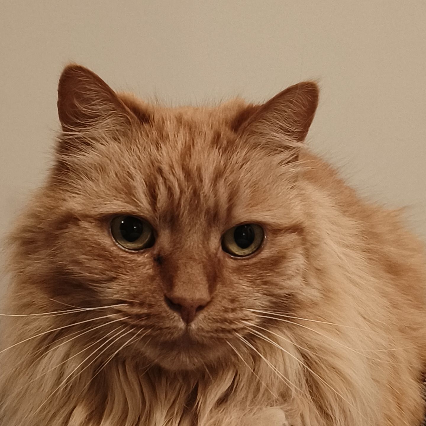 Cosmo