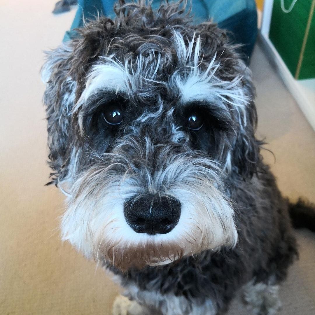 Monty