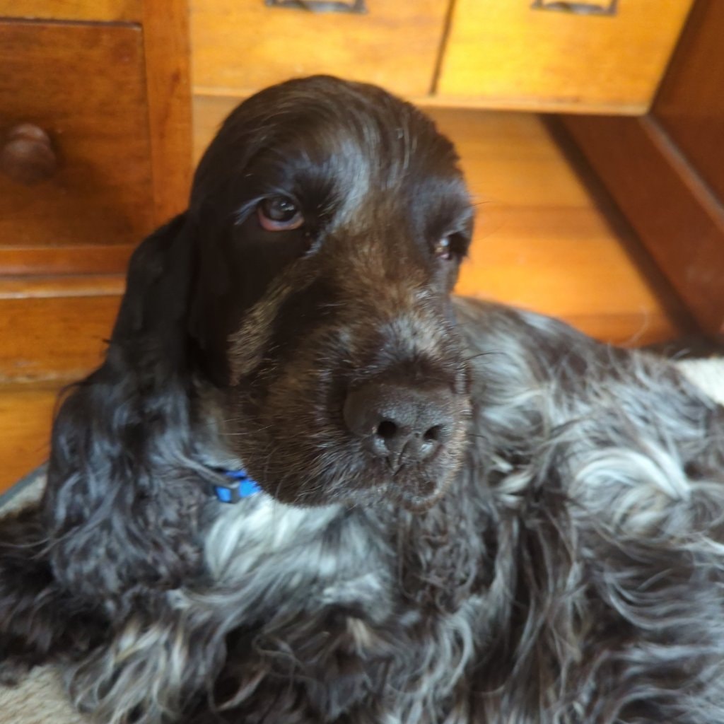 Otto