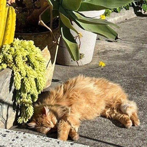 Ginger