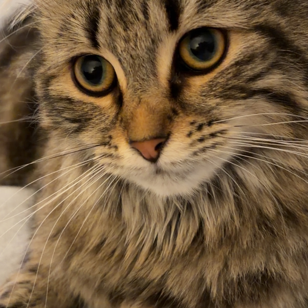 Bindi 