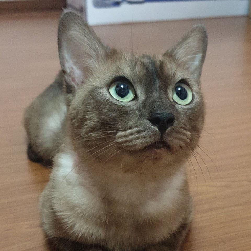 Mo