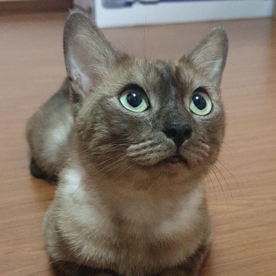 Mo