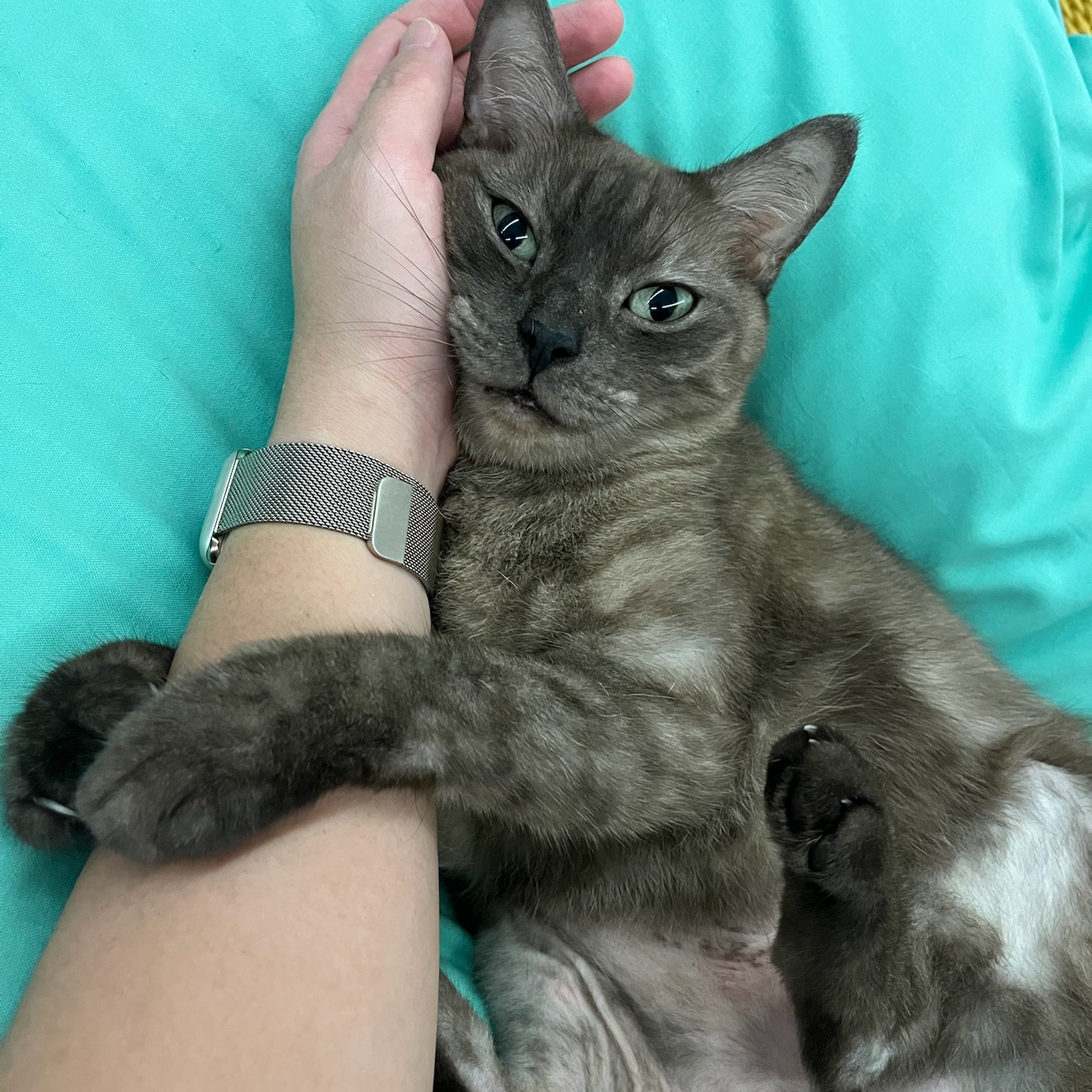 Mo