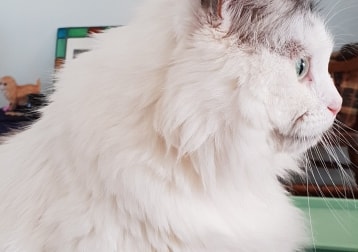 Pippa ( Deceased But Always Remembered)