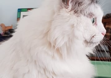 Pippa ( Deceased But Always Remembered)