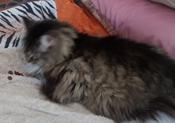 Mitzi Fluffmuffin