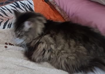 Mitzi Fluffmuffin