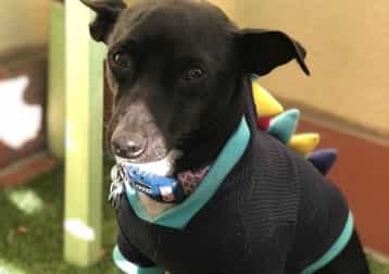 Ernie worm Broomfield