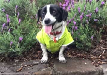 Billy Bob Broomfield