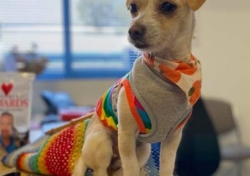 Patti Cakes broomfield 