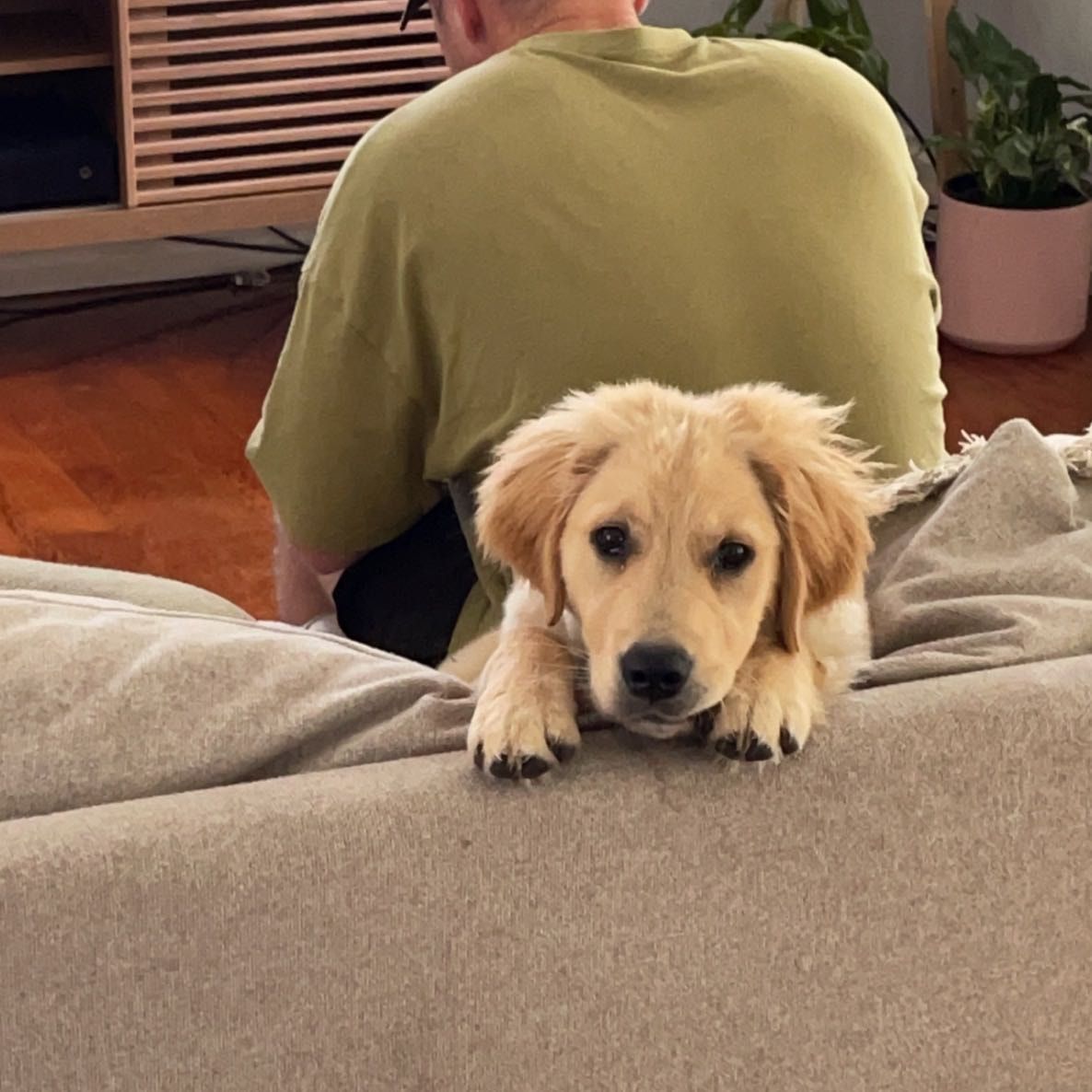 Rufus