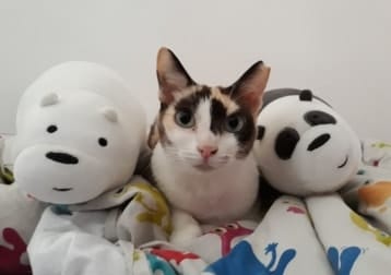 Pipi