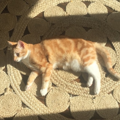 image-6