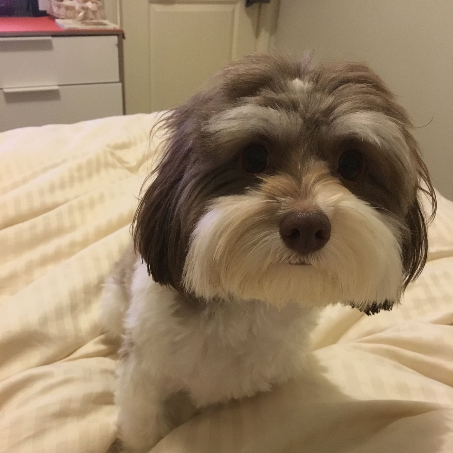 Coco