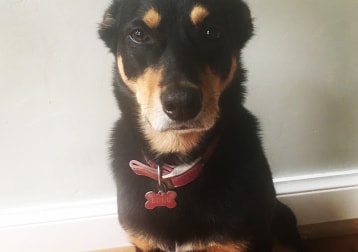 Lulu 