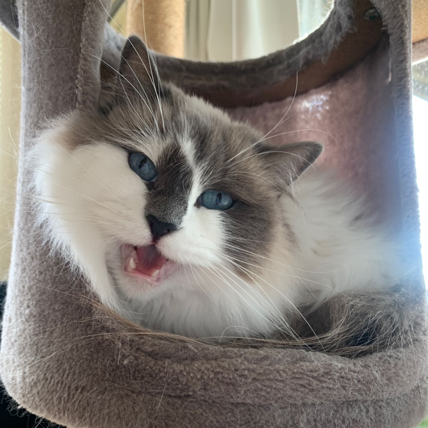 Arya