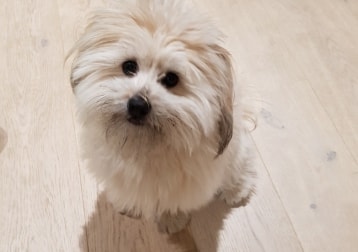Willow