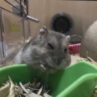Pika