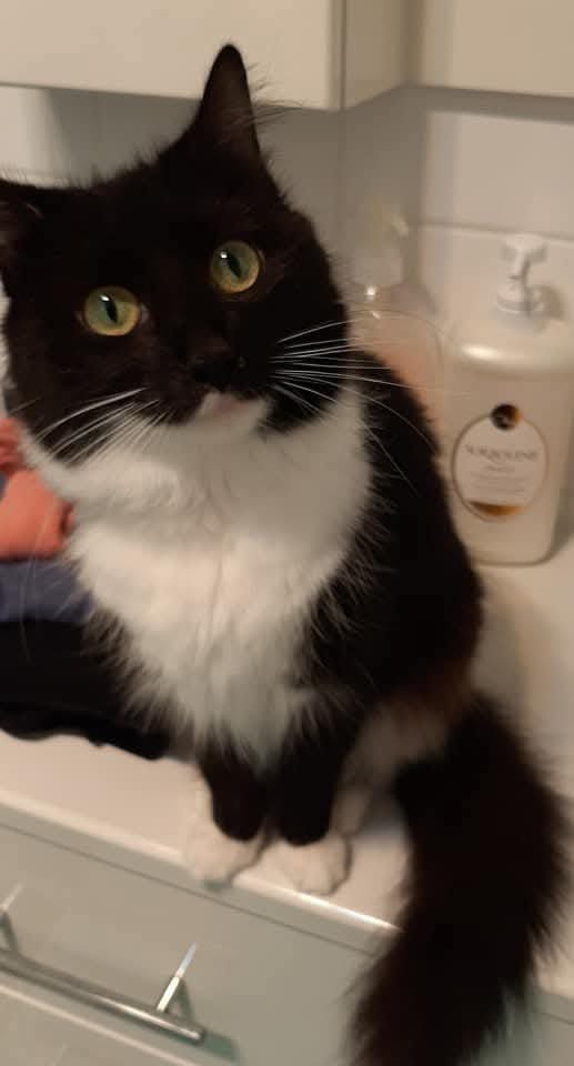 Stella