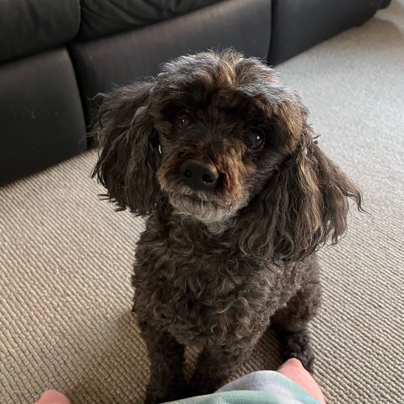 Bella
