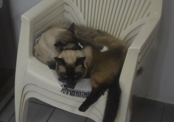 Tosquim And Barack