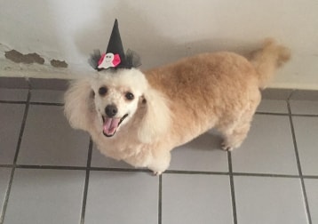 Belinha