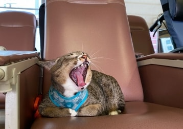 Pupu