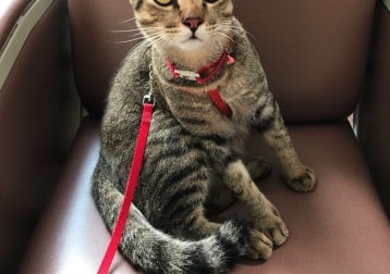 Aiko