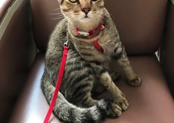 Aiko