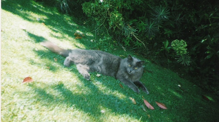 image-0