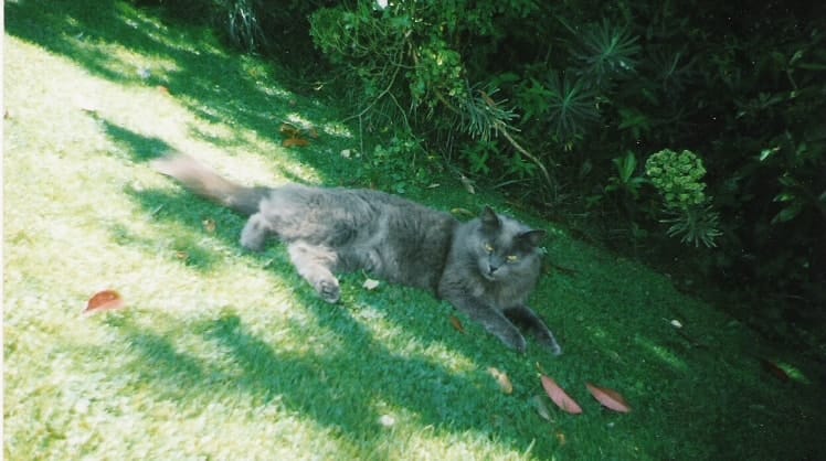 image-0