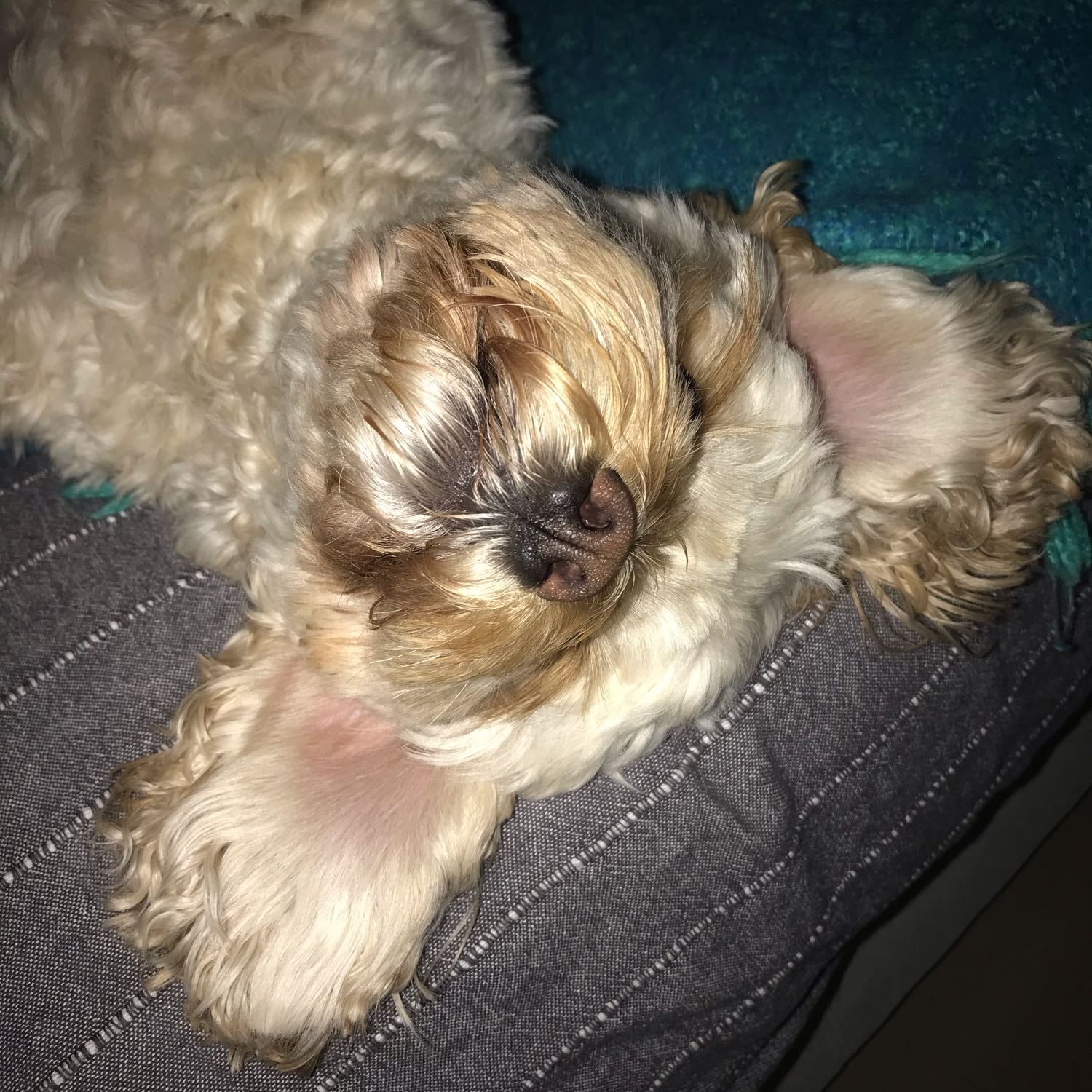 Lulu