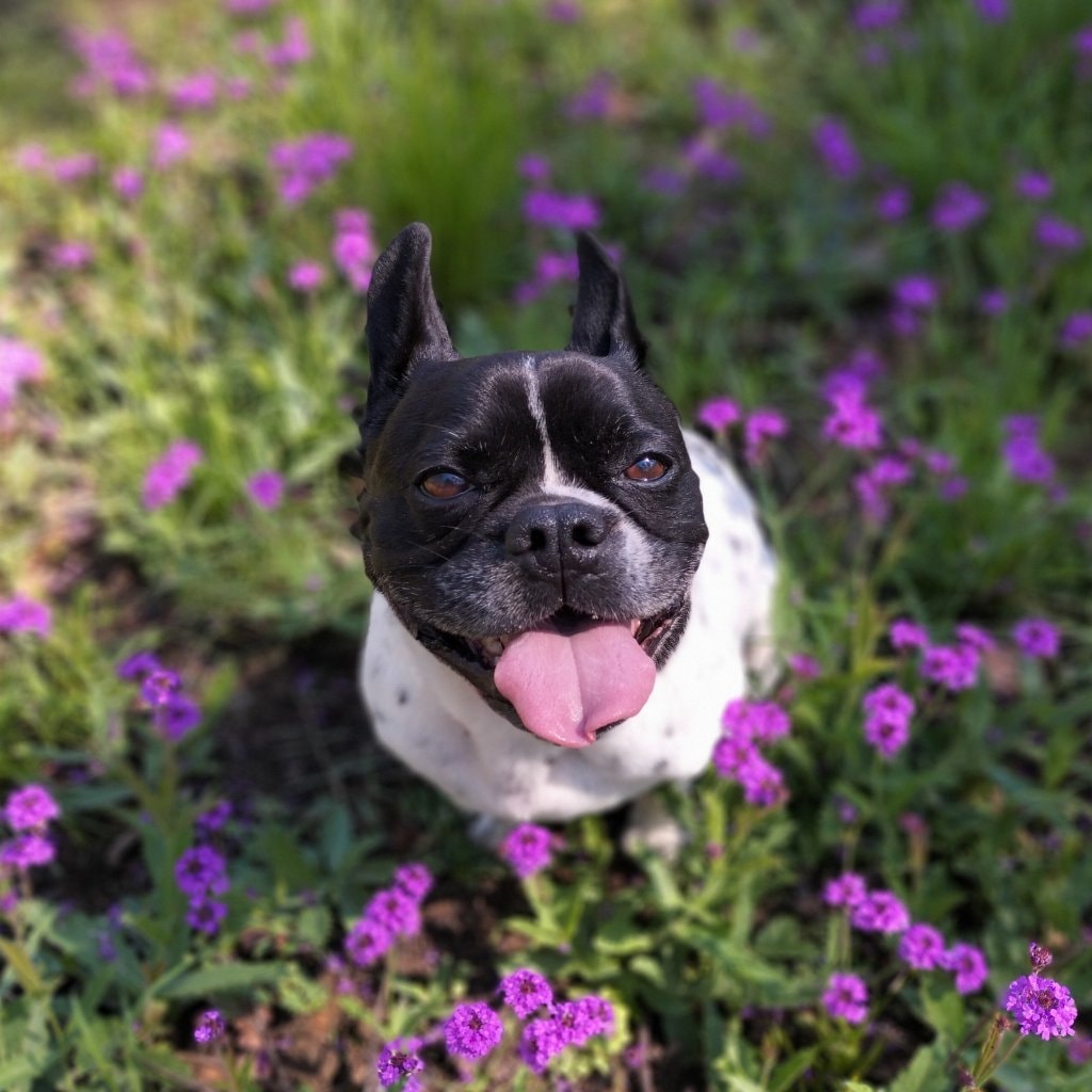Yoda
