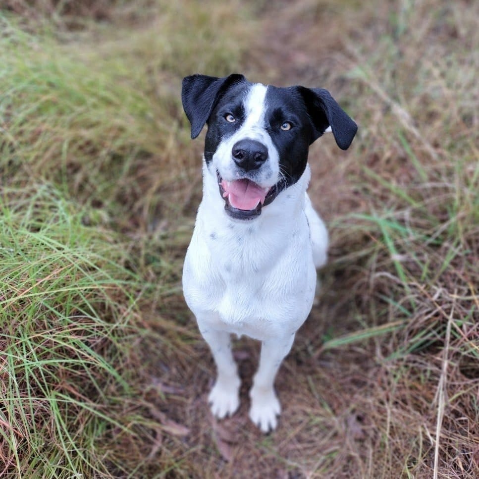 Banjo